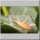 Stenodema laevigata - Blindwanze 02.jpg